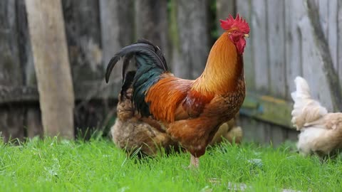 The rooster and his wife eat together