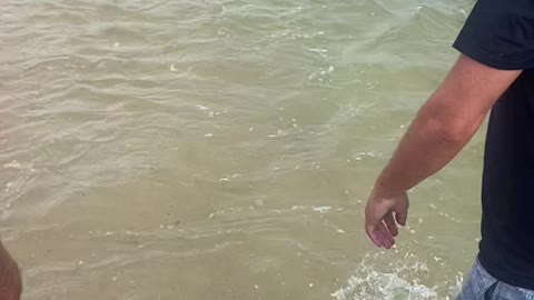 Swimmers Try to Save Disorientated Shark