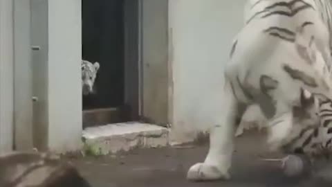 Mum tiger was scared by his baby
