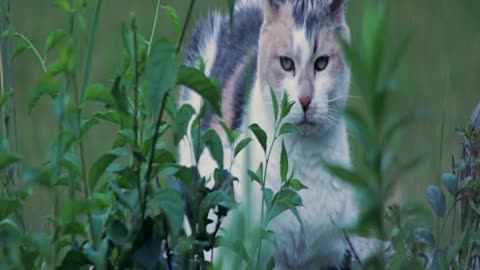 cute cat is very angry at to wind for disturbing his sleep.