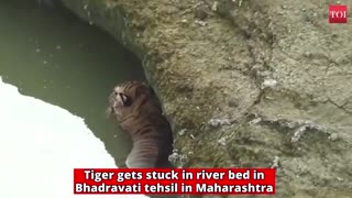 Tiger Get Stuck In The River But Dies After The Rescue Operation Failed