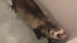 Ferret Swimming in The Water in The Bathtub
