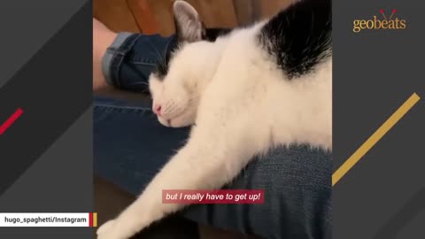A women adopts a blind cat // Cat videos