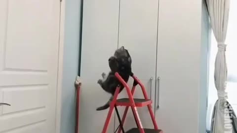 Fat Cat Doing Pull-Ups to Lose Weight - Funny