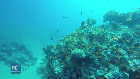 Diving into aircraft under sea in Jordan