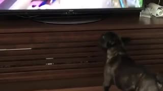 Cute dog watching TV and running with the other dogs