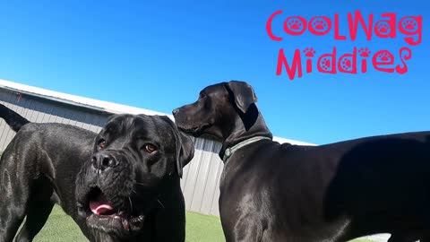 CoolWag Middies - Ethel the Mastiff and Neko the Great Dane are the big players today