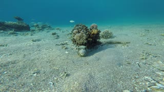 Fish swim in the Red Sea, colorful fish, Eilat Israel