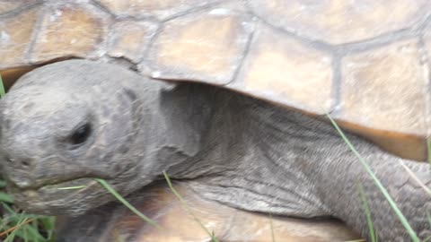 Look at the Teeth on this Tortoise