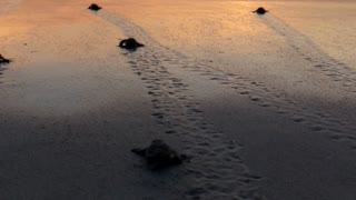 Bale of Baby Sea Turtles Flap Towards the Ocean