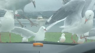 Silly Seagulls Swarm for Snack