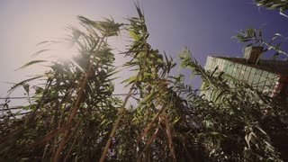 Plants In the Windy Day