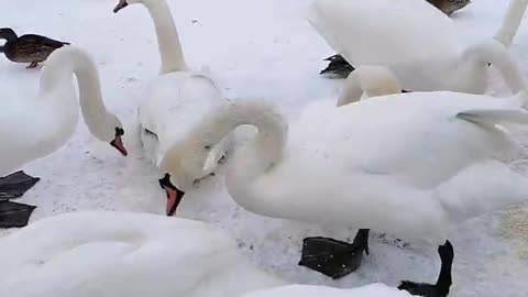 Swans in winter