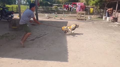 Wow Nice!!! Fake Tiger Prank Dog Fly Try To Stop Laugh Challenge Pranks kkk😂