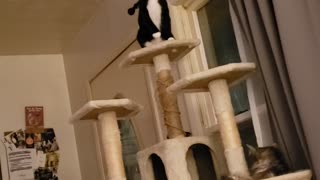 Cat on Top of Tree Has Sneezing Fit