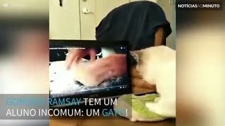 Gato faz aulas de culinária com Gordon Ramsay