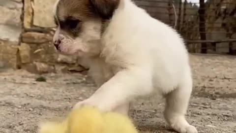 Don't twitch duckling