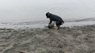 Dog plays with driftwood instead of other dogs