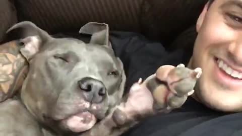 Pitbull snuggles