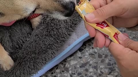 Dog eating snacks