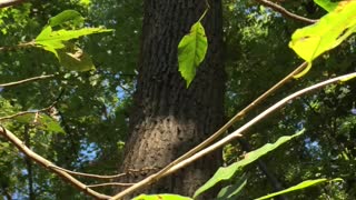 Tree failure!!