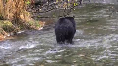 This bear finds something in the river that scares him