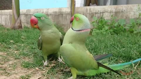 MOST BEAUTIFUL PARROTS IN THE WORLD 1