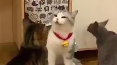 Cat says wow mamma so adorable moment 😘