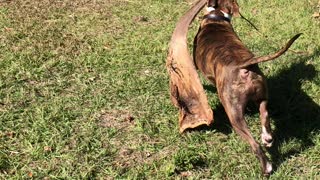 Puppy found a stick