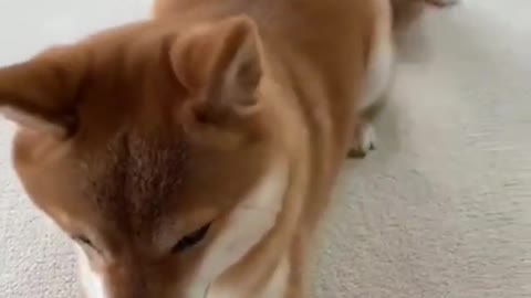 Small Cat Playing With Big Dog Shibe