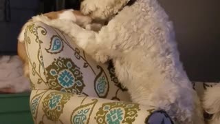 White dog petting cat on sofa and cat backing away