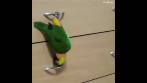 Cute Parrot Jumps Down Using the Handle of Drawers😍