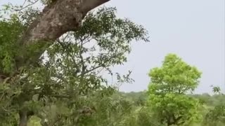 Leopard mother protecting her cubs from hyena