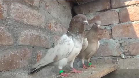 Beautiful lakh pigeon breeder pair best flying