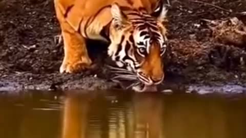 Beautiful Sumatran tiger with reflection drinking water from a stream video of close