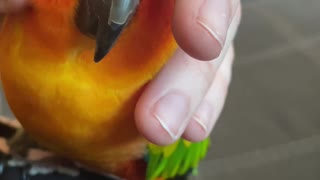 Birdie cuddles