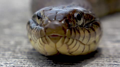 Gigantic water snake climbs onto family dock to sunbathe