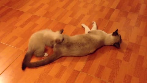 A cat plays with her son, hugging him and pushing