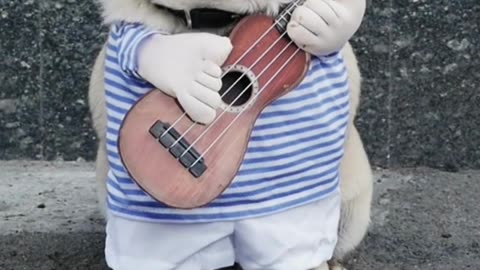 Dog with guitar / HD Video / Video Dogs