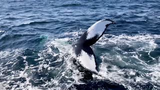 Humpback Whales Put on a Show for Whale-Watching Tour