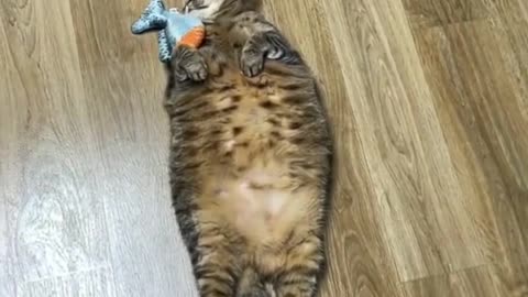 Funny cat vs Fish viral video