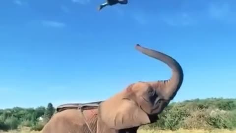 Amazing man jumping 🐘 elephant 🤣 funny animals
