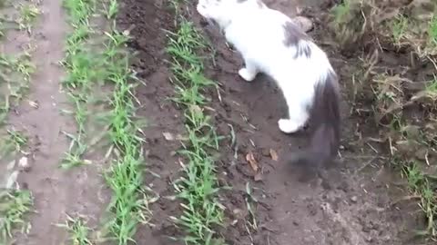 Cat out for a walk