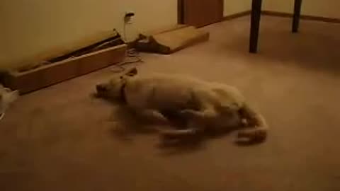 Dog sleepwalking