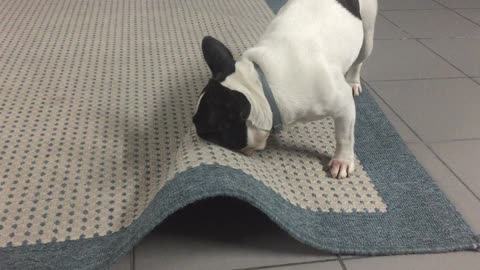 The French Bulldog, the Ball and the Rug