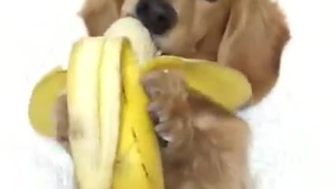 🆕 Sweet Beautiful dog eating banana 😂😂😂
