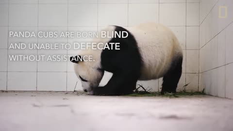 #NationalGeographic #Pandas #BabyAnimals Raising Cute Pandas: It's Complicated | National Geographic