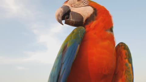 Close Up Of Blue And Gold Macaw Parrot