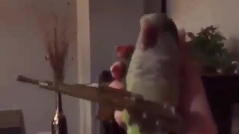 Most funny parrot (owns a weapon)