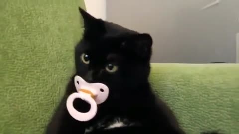 Hilarious cat is sucking babys pacifier